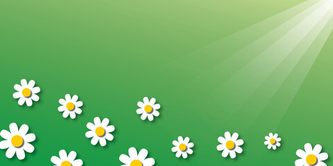 White daisy or chamomile flowers with sunlight on green background. Nature or spring and summer concept. shadow overlay. copy space for the text. illustration paper cut design style.
