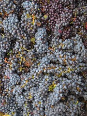 wallpaper of grape harvest