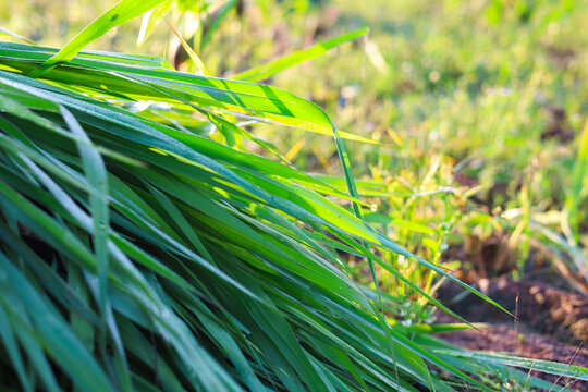 Mombasa guinea: Paspalum Maximum Cv. Mombasa: Grass for animals, buffalo grass in Thailand