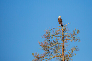Adult bald eagle (Haliaeetus leucocephalus) perched on a branch with copy space
