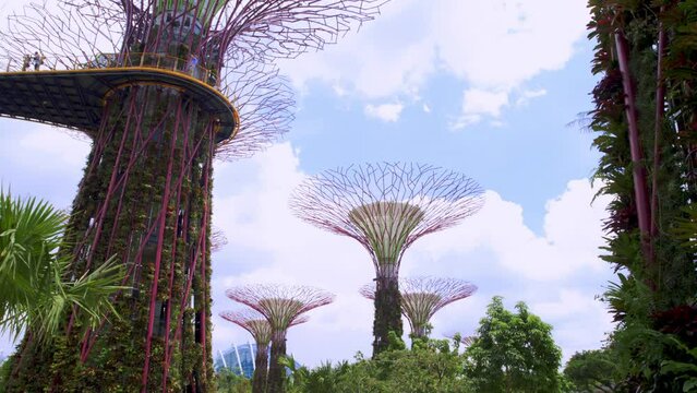 Super Tree Groves, Gardens by the Bay