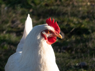 rooster in the farm