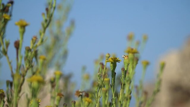Closeup view of golden samphire with its green stems and yellow flowers. Low focus range. Limbarda crithmoides is a perennial coastal species, growing on salt marsh or sea cliffs. Leaf vegetable.