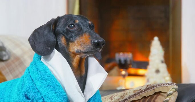 Dog in home clothes sits fireplace in luxurious interior, looks proudly, cozy evening. Countryside getaway. Adult dog sits with important look rich. Purebred dog with proud profile, arrogant look.