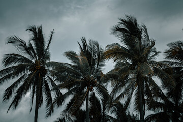 Fototapeta na wymiar beautiful palm trees perfect on a cloudy and rainy day, perfect for a family day at the beach 