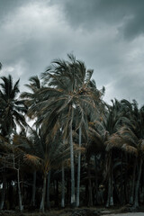 Fototapeta premium beautiful palm trees perfect on a cloudy and rainy day, perfect for a family day at the beach 