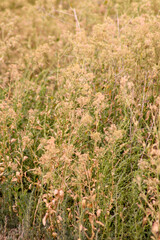 grass in the wind