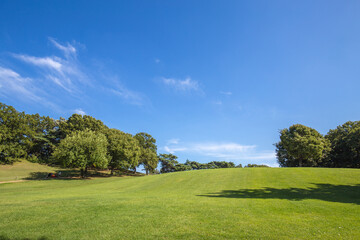 landscape with trees
