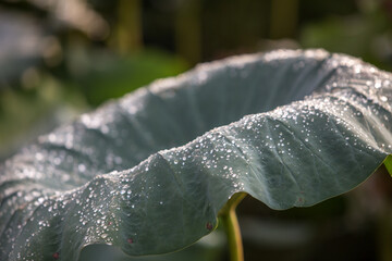 rain drops on a leaf