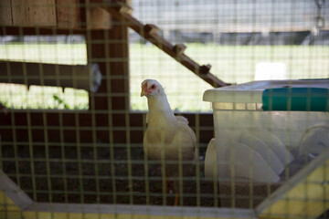 Chicken in a coup