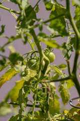 green tomatoes