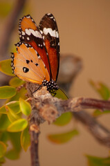 bright orange butterfly sits on a branch on a yellow background nature, insects