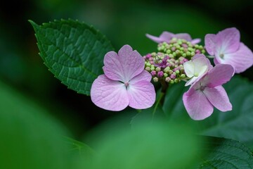 ひっそりと咲く淡いピンクのアジサイの花