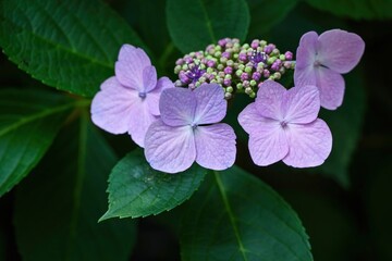 ひっそりと咲く薄紫のアジサイの花