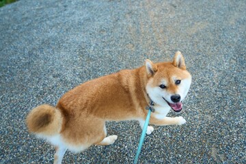 笑って見上げる柴犬