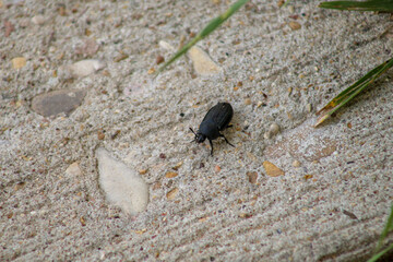 black beetle on sidewalk