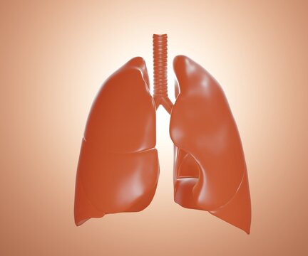Isolated front view healthy human lungs 3d rendering