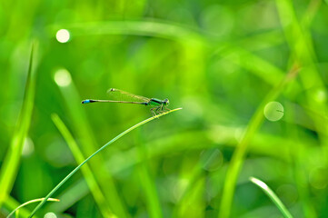 the dragonfly lands on the grass stalk