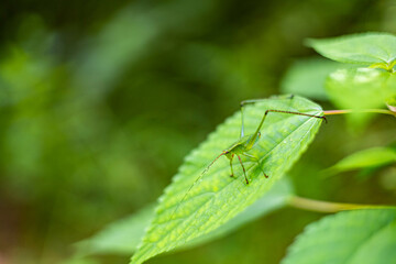 Leafhopper