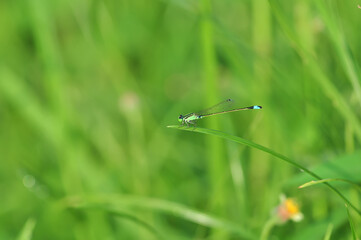 the dragonfly lands on the grass stalk