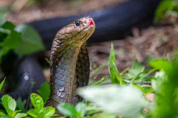 A Javan spitting cobra snake Naja sputatrix in the grass