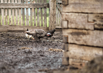 local agriculture, farmer's day on october 12. poultry, chickens and turkeys, production of fresh eggs, natural products with their own hands.