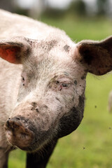 local agriculture, farmer's day 12 october. the pig walks, natural products with their own hands.