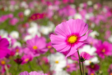 コスモス畑
