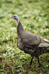 local agriculture, farmer's day on october 12. poultry, chickens and turkeys, production of fresh eggs, natural products with their own hands.