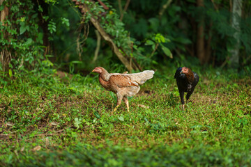 hen and rooster cock in a grass field