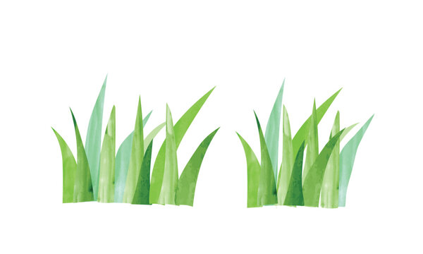 Simple green grass watercolor painting illustration isolated on white background. Floral background hand drawn clipart. Cartoon garden grass drawing