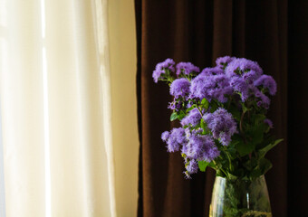 Ageratum houstonianum, commonly known as flossflower, bluemink, blueweed, pussy foot or Mexican paintbrush, is a cool-season annual plant often grown as bedding in gardens