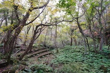 Obraz premium thick wild forest in autumn