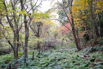 thick wild forest in autumn