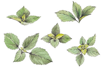 collection of watercolor illustrations of lemon balm, isolated on white background