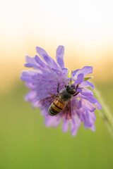 Honey bee on blue cornflower close up selectiv focus