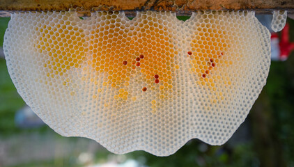 Honeycombs are built without human intervention. close up