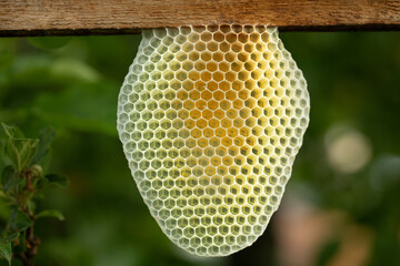 Honeycombs are built without human intervention. close up