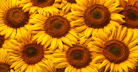 Blooming sunflower flowers. Texture. Abstract natural background.