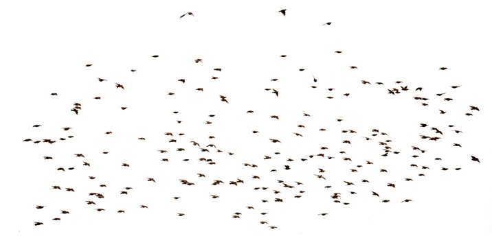 A large flock of birds isolated on a white background.