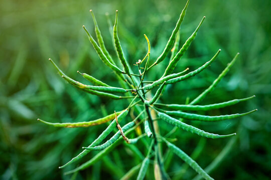 Green Rapeseed Field Rapeseed Seed Pods, Stems Of Rapeseed