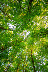 Green deciduous forest with dirt road, texture.