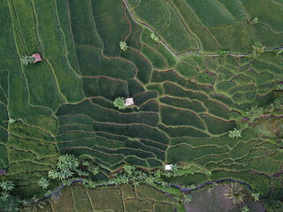 Drone view of terraced rice fields