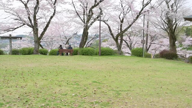 うららかな春「美しい桜咲く公園」
A bright spring "beautiful cherry blossom park"
(観光名所：菊池公園)
(Attraction: Kikuchi Park)
日本(春)2022年撮影
Japan (Spring) Taken in 2022
九州・熊本県菊池市(菊池公園)
Kikuchi City, Kumamoto Prefecture, 