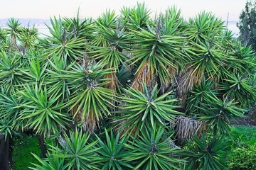 Decorative Succulents 