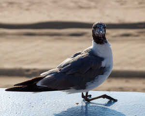 black headed gull