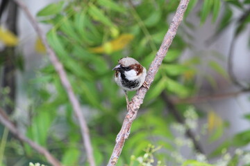 House male sparrow on green tree branch