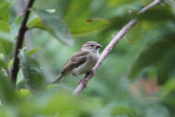Obraz premium young little house sparrow on branch