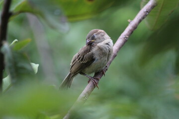 Little young sparrow sleep on the green tree branch