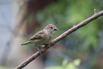 young little house sparrow on branch